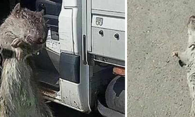 image: Martina fant kjemperotte i Göteborg: - Trodde det var en kanin
